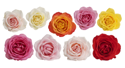 Collection of ten vibrant and colorful rose blooms in full bloom, captured from a top-down perspective