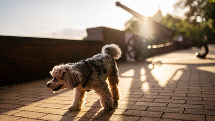 Small Dog Walking in the Evening Sunlight