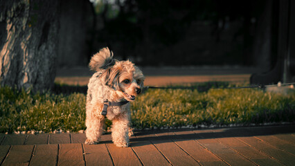 Small Dog Walking in the Evening Sunlight