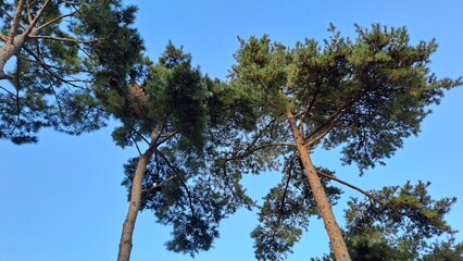 two tall pine trees reaching up against a clear, deep blue sky from a low-angle view