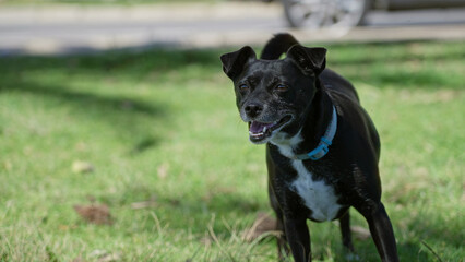 Fototapeta premium Dog standing alert on green grass in a sunny outdoor setting with blurred background, showcasing vibrant energy and natural beauty in the bright sunlight.