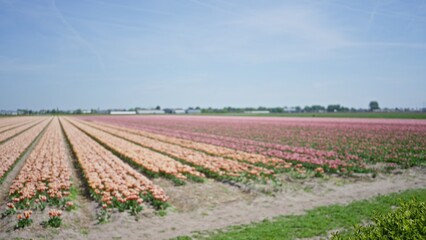 Tulips bloom in vast, blurred fields under a clear blue sky in the netherlands, creating a serene and abstract floral landscape with vibrant colors and defocused horizon.