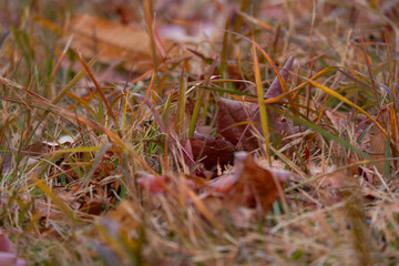 地面に落ちた枯れ葉