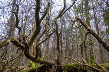 Fallen trees scattered across the Bialowieza Forest.