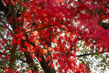 紅葉した木々と光