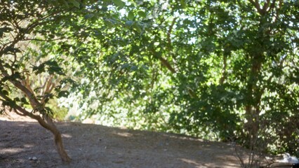 Fototapeta premium Soft defocused garden scene with shallow bokeh foliage, dappled sunlight through canopy, earthy foreground path and soft shadows; background backdrop copyspace calm.