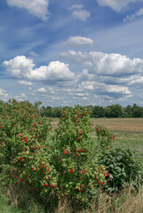 Guelder Rose resp.Viburnum opulus berries in Rhineland,Germany