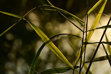 Streckerspinne an Grashalm im Gegenlicht
