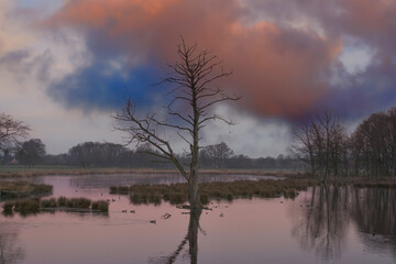valuable standing deadwood tree in Schwalm-Nette Nature Park,lower Rhine region close to Nettetal,North Rhine-Westphalia,lower Rhine region,Germany