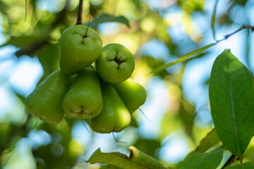 green water apple fruit