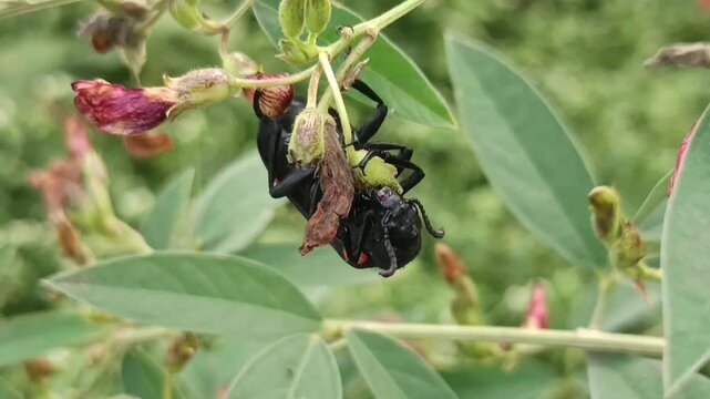 The insect in the image is a female broad-handed carpenter bee (Xylocopa latipes), one of the largest bees found in India and Southeast Asia. 