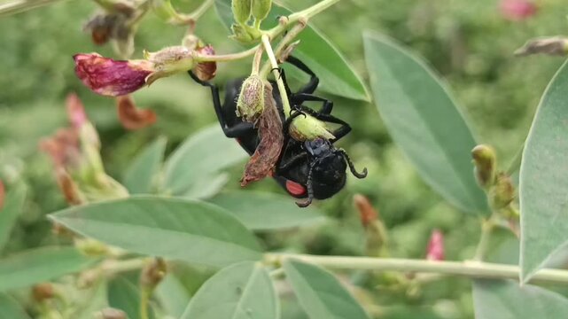 The insect in the image is a female broad-handed carpenter bee (Xylocopa latipes), one of the largest bees found in India and Southeast Asia. 