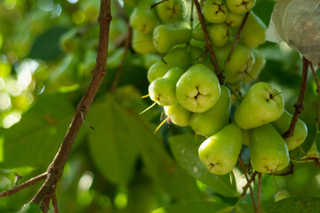 green water apple fruit