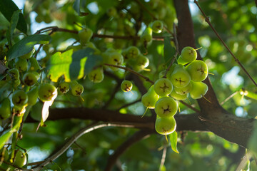 green water apple fruit
