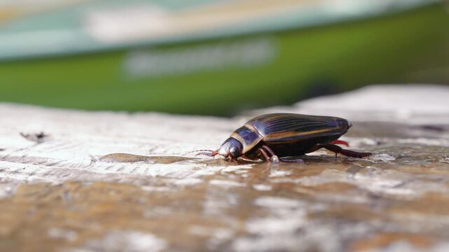 Dytiscus latissimus aquatic beetle crawling