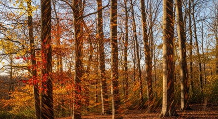 Fototapeta premium Autumn Forest with Light Streaks: Artistic Impression of Fall Foliage