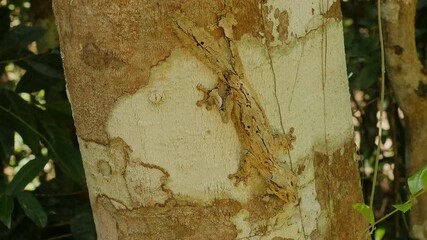 fantastic camouflage of madagascan reptile leaf-tailed gecko, Uroplatus sikorae 8