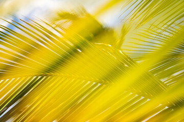 Palmwedel in Bewegung mit Sonnenschein, Hawaii