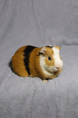 guinea pig