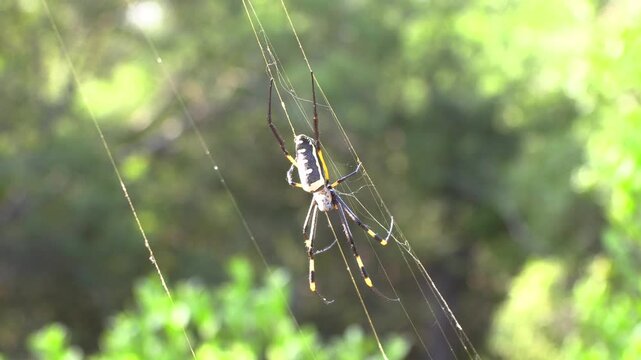Orb spider making a web 