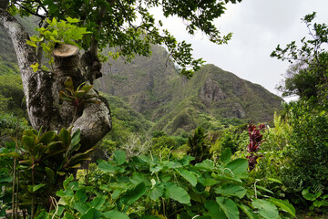 Tropische Natur im Iao Valley State Monument, Maui, Hawaii