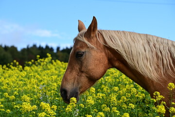 Schönes goldenes Pferd frei im gelb blühendem Rapsfeld, Portrait