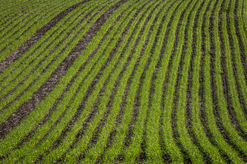 Rows of green crops growing in autumn, with selective focus