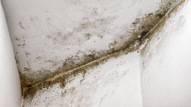 Black mold and damp stains growing on interior wall surface, humidity damage and unhealthy living environment concept
