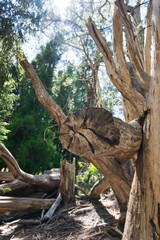 Hosmer Grove Trailhead, Maui, Hawaii