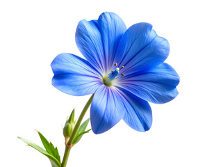 Fototapeta premium A beautiful blue blossom attached to a short green stem with a few leaves, viewed from a slight side angle, soft depth of field for a photographic look, isolated on a transparent white background.