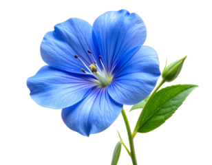 - A beautiful blue blossom attached to a short  realistic texture with natural shading and highlights, soft depth of field for a photographic look, isolated on a transparent white background. (3)