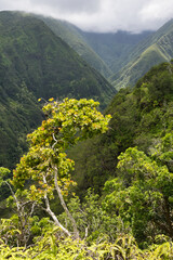 Waihee Ridge Trail, Maui, Hawaii