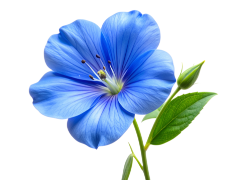 - A beautiful blue blossom attached to a short  realistic texture with natural shading and highlights, soft depth of field for a photographic look, isolated on a transparent white background. (3)