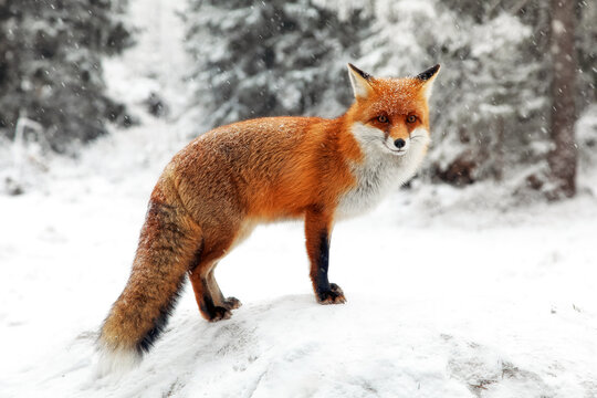 Red fox standing on snowy ground in winter forest with falling snow at High Tatras mountains in Slovakia, wildlife nature scene in cold season