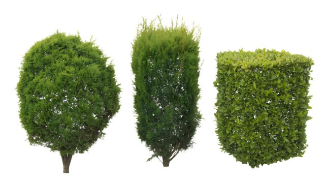 Three different shaped green evergreen shrubs on a white background bush plant isolated on a transparent background