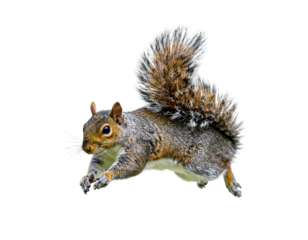 Jumping Grey Brown Squirrel Mid-Air – Realistic Forest Animal Isolated on White Background