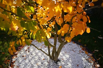 Multi -truncal Persian ironwood tree (parrotia persica) with colorful autumn leaves planted within white pebbles.