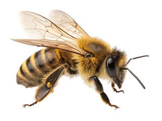 Detailed macro photograph of a honey bee isolated on transparent background