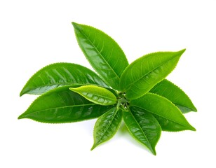 Fresh tea leaves cluster