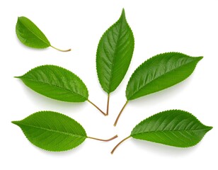 Fresh green leaves arranged on white background (3)