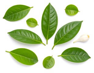 Fresh green tea leaves arranged on white background