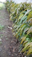 green Asoka trees line in the garden