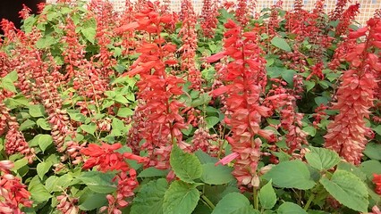 red flowers in garden