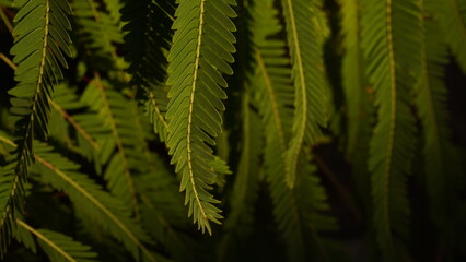Amla tree green fern leaves