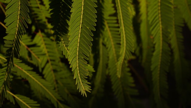 Amla tree green fern leaves