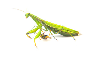 Green praying mantis captures a yellow wasp in a still moment of nature’s predation
