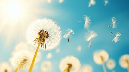 Obraz premium Dandelion seeds flying freely in blue sky, symbolizing new beginnings and light carefree summer day