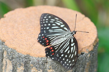 アカボシゴマダラ