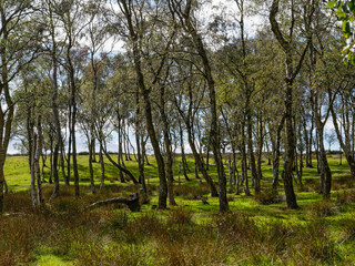 Generic woodland in county Durham, UK