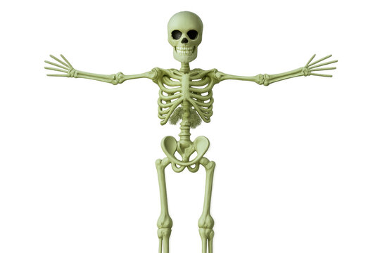 Human skeleton model in t-pose, representing anatomy, death, and medical studies on transparent background